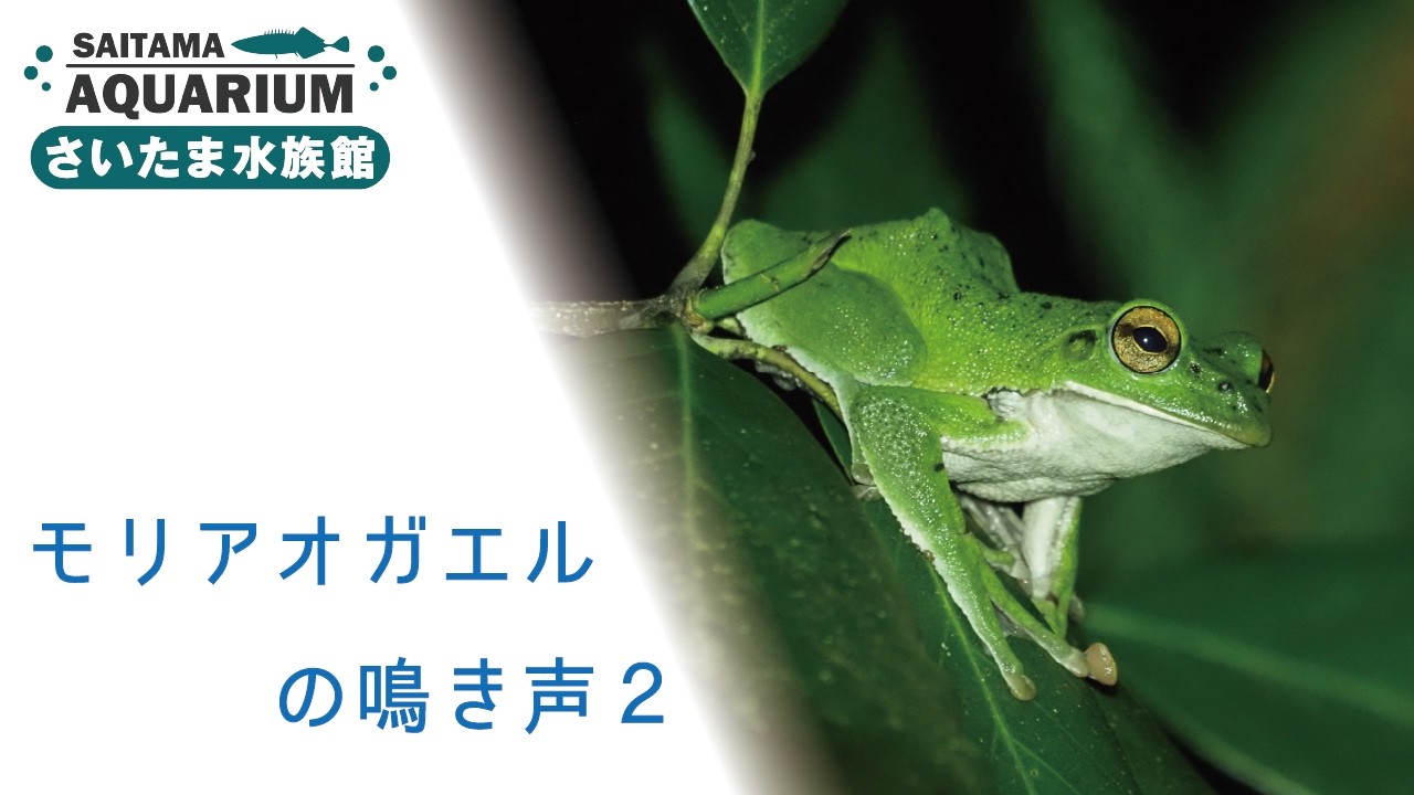 夜間撮影】モリアオガエルの大合唱と産卵シーンを撮ってみた - YouTube