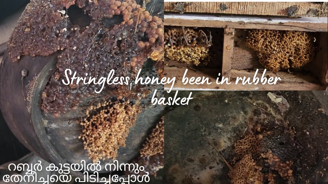 റബ്ബർ കുട്ടയിൽ നിന്നും തേനീച്ചയെ പിടിച്ചപ്പോൾ | stringless honey bee | small honey bee malayalam