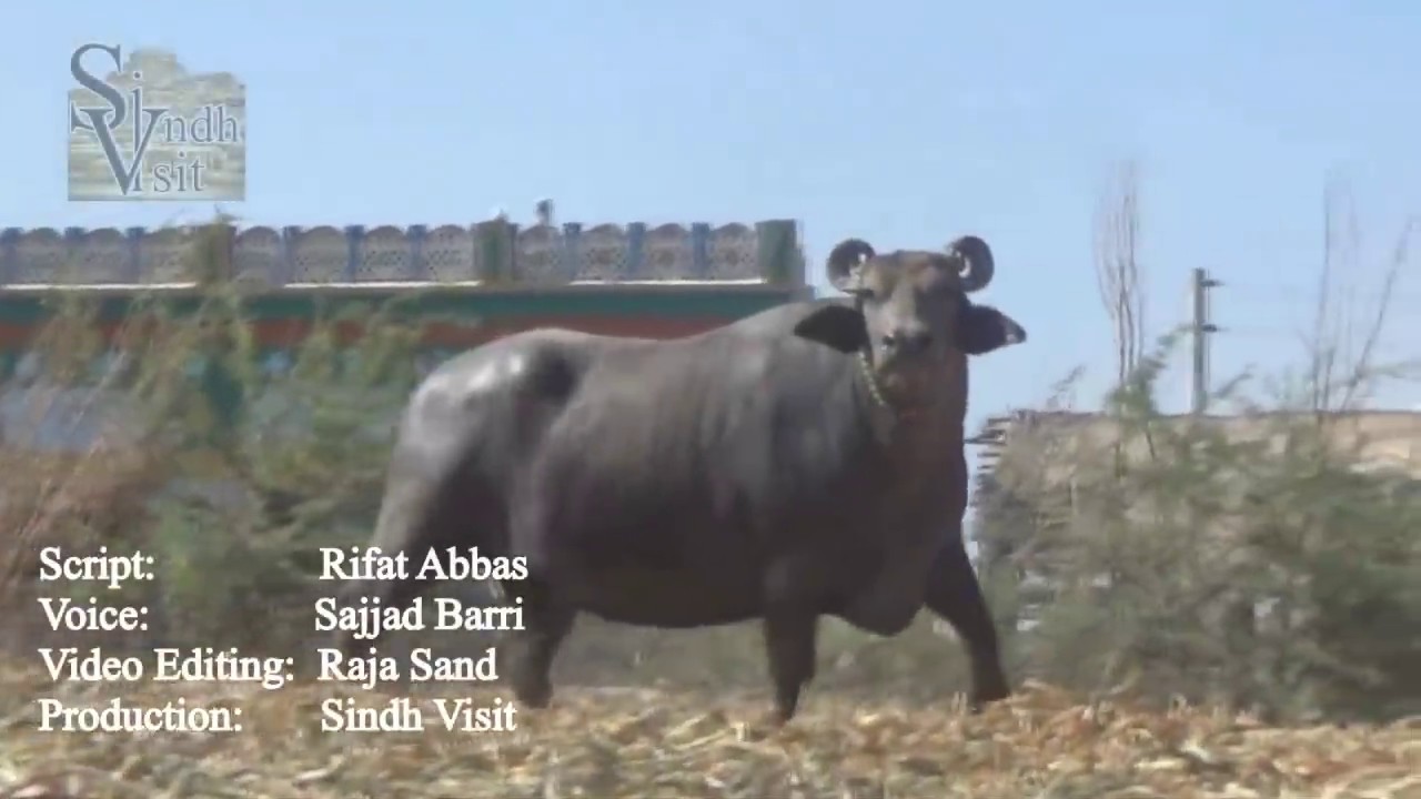 Dosu jat a buffalo lover Kundhi  Banni  Sindhan  Badin sindh       