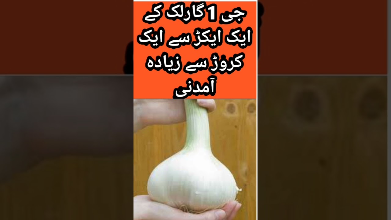 G1 garlic in pakistan|narc g1 garlic approved variety|جی ون گارلک کے ایکڑ سے ایک کروڑ آمدنی