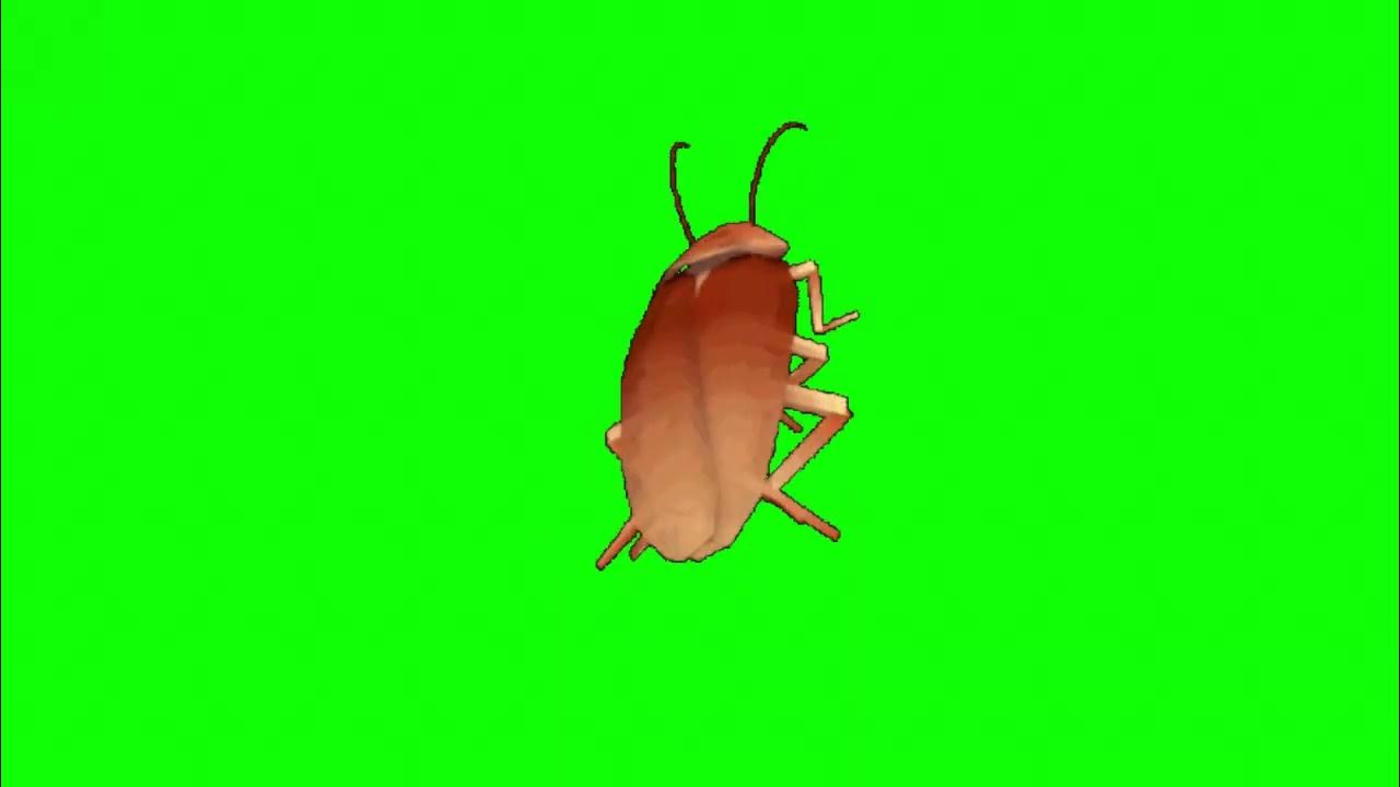 cockroach dacing to caramelldansen with strobe lights YouTube