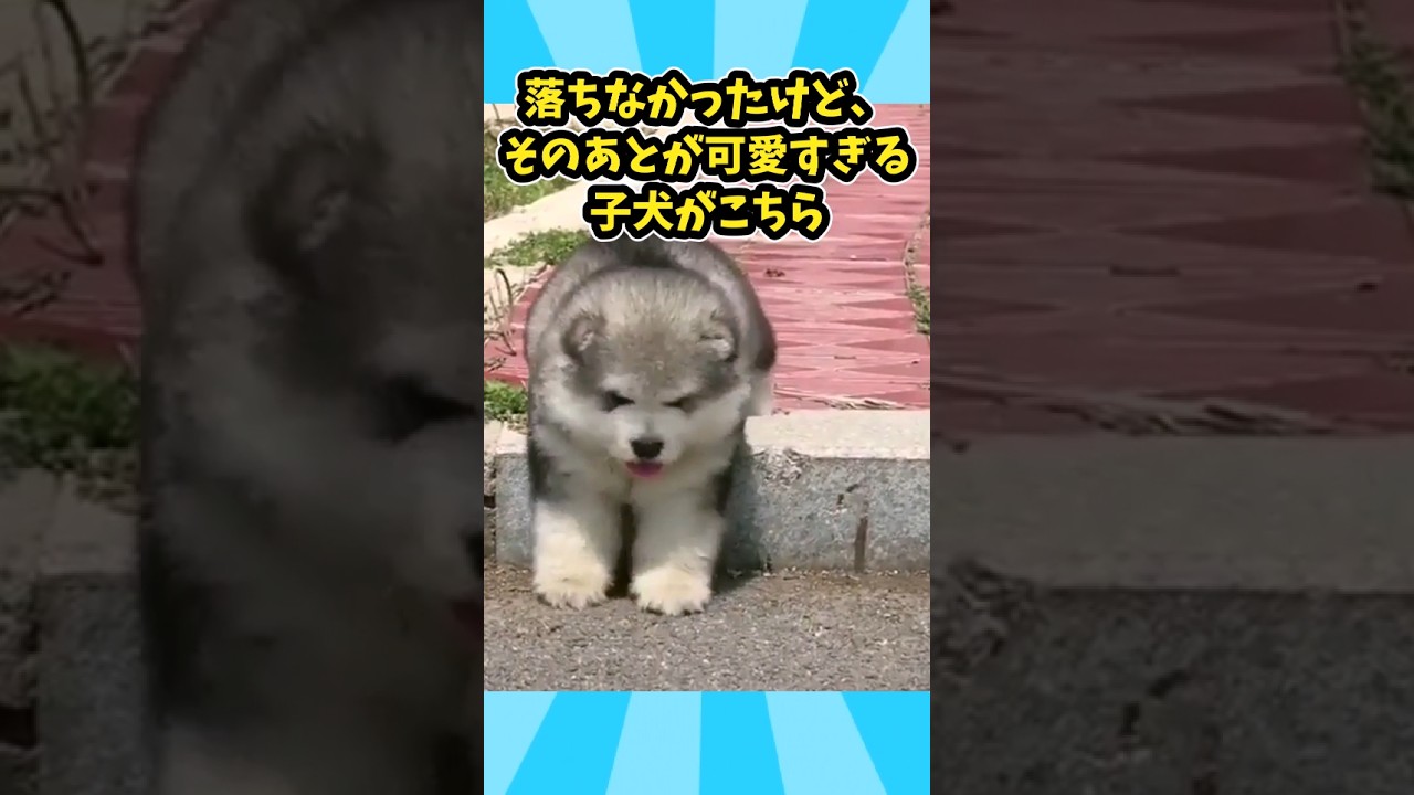 マラミュートパピーの動画見て笑ったら寝ろwww　