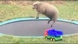 Sheep Discovers How To Use A Trampoline