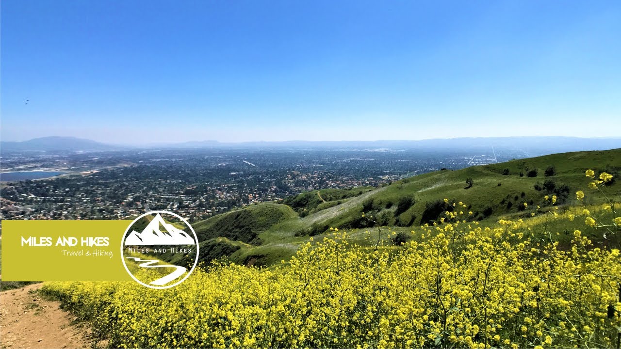 Hike up + wildflowers! |  Top Of O'melveny (Granada Hills, CA)