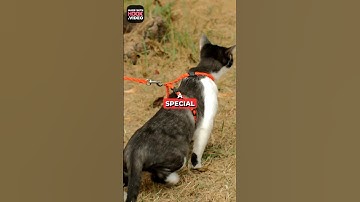 Paralyzed Cat Becomes Engineer, Builds 3D-Printed Robot Legs to Walk Again!" 🤯😳