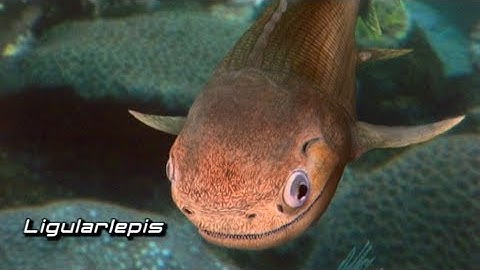 Are Humans Just Highly Advanced Fish? | Scope TV