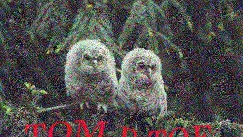 ⅁ᴎOS O⊥∀WO⊥ ʎɐʃddʃǝɥ