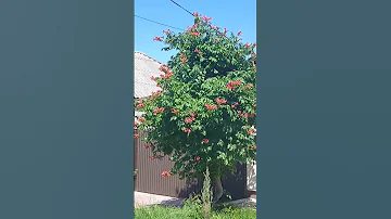 шикарная идея ( к сожалению не моя😜) кампсис под дерево