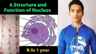 Nucleus structure and function / Hammerling Experiment