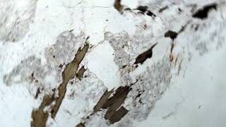 Biotite gneiss, plane polars