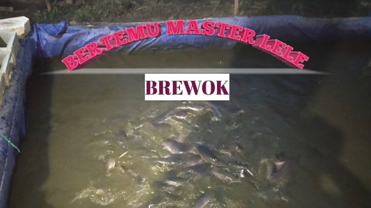 Peternakan ikan lele Dumbo 