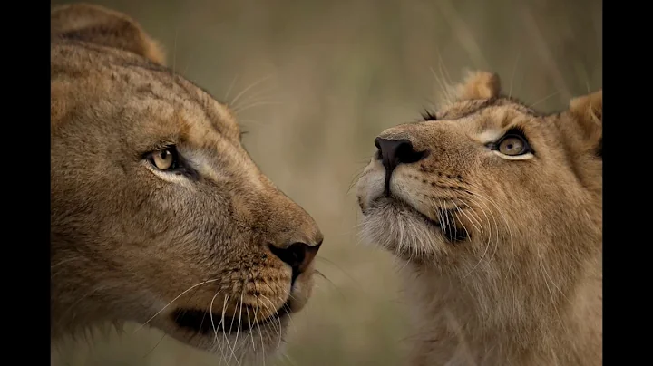 Africa Wildlife Photo Safaris with Kathleen Reeder