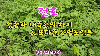 #전호 (섬종과 내륙종의 차잇점과 또다른 구별포인트) 20240423
