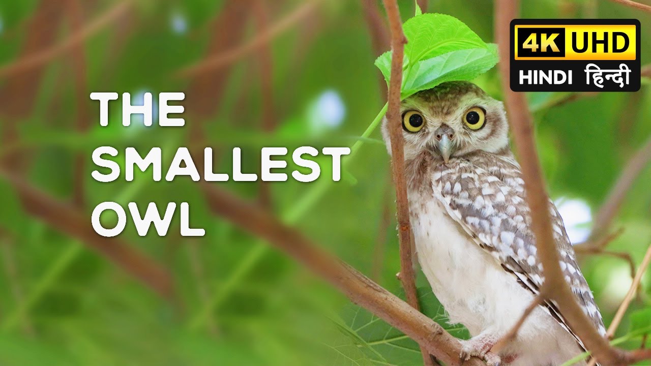 Spotted Owlet | Hindi Audio with English Subtitles - 4K Video Hindi