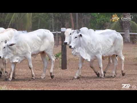 Nelore Cometa | 17º Leilão | Novilhas | Lote 37