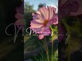 🌹Peace🪷 ||#trending #shorts #short #shortvideo #love #ytshorts #yt #viralvideo #reels #nature #