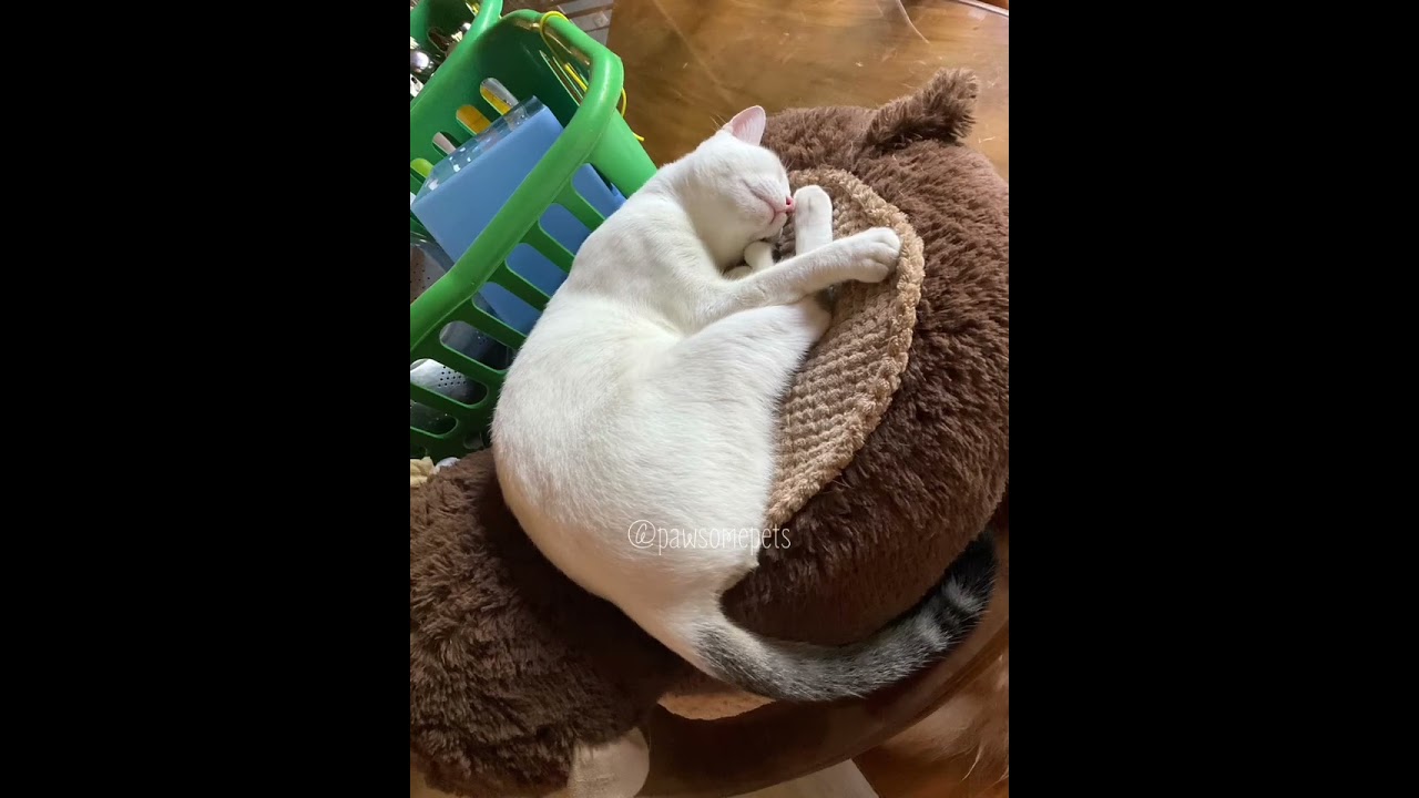 In this week, all I think about is to sleep! 