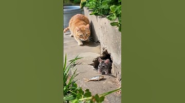 Shocking! Mouse desperate for cheese, trap too sneaky now? #cat #dog #funny