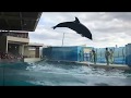 新江ノ島水族館❤️イルカショー❤️ の動画、YouTube動画。