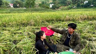 Hong Receives Help From A Kind Friend To Harvest Rice In The Middle Of The Crop Season