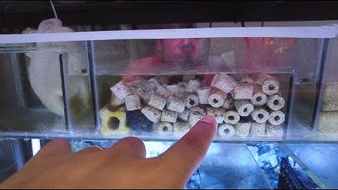 Hướng dẫn dùng vật liệu lọc cho hồ cá, đơn giản, rẻ tiền, nước tốt P2
