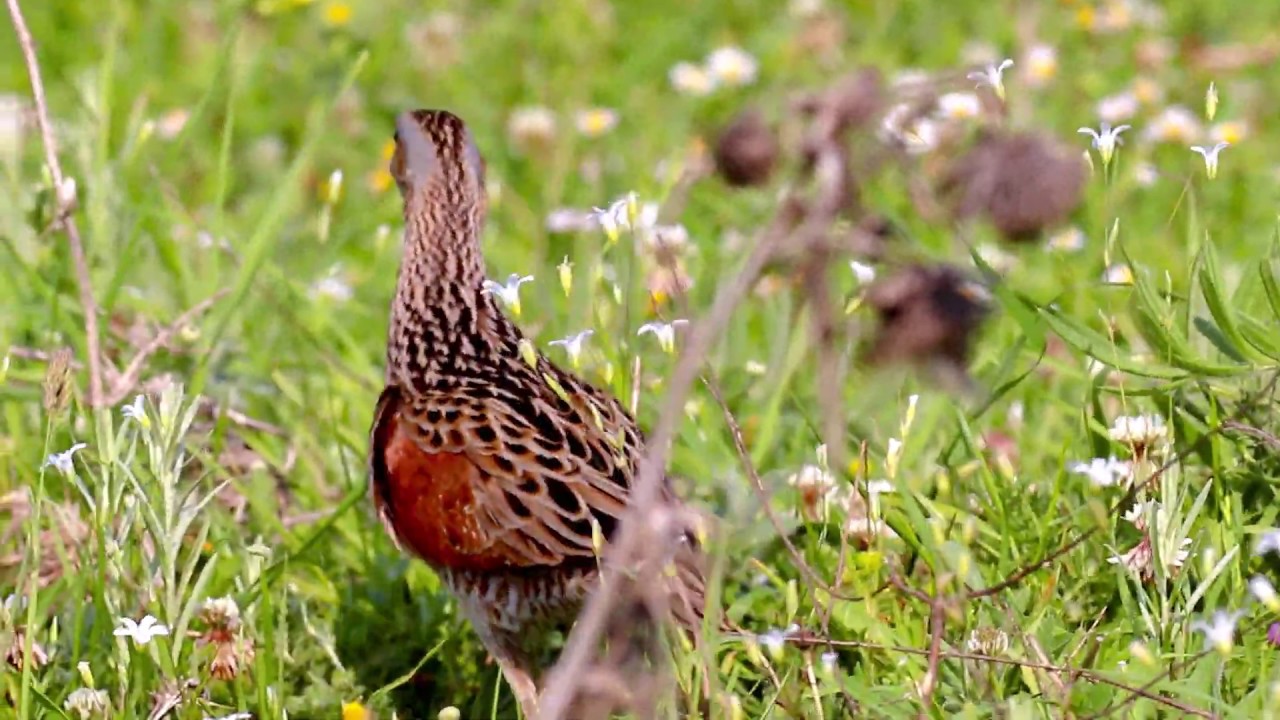 Bıldırcın Klavuzu - Corn Crake - Crex crex 