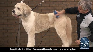 Free Preview: How To Groom A St. BernardDoodle  Talking to Dogs