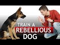 How to Train a Dog During the “Rebellious” Phase!
