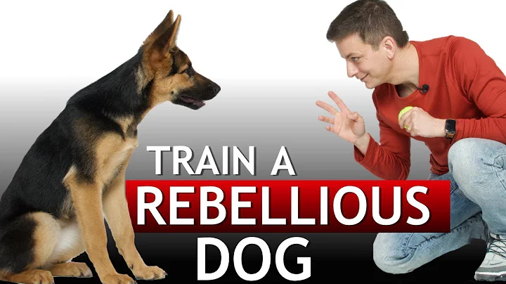 How to Train a Dog During the “Rebellious” Phase! - DayDayNews