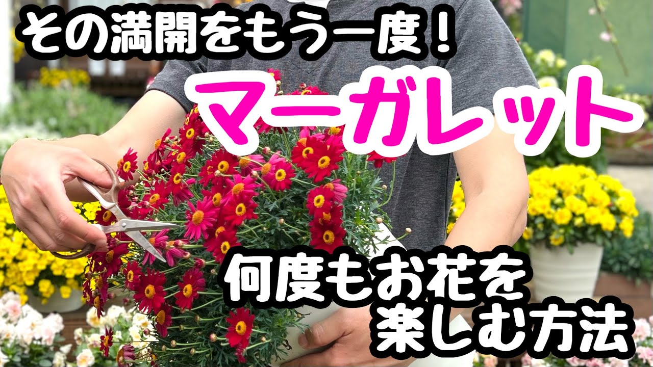 ◆その満開をもう１度【マーガレット】をとことん楽しむ♪