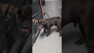 Big Lobo Checking On His Girlfriends