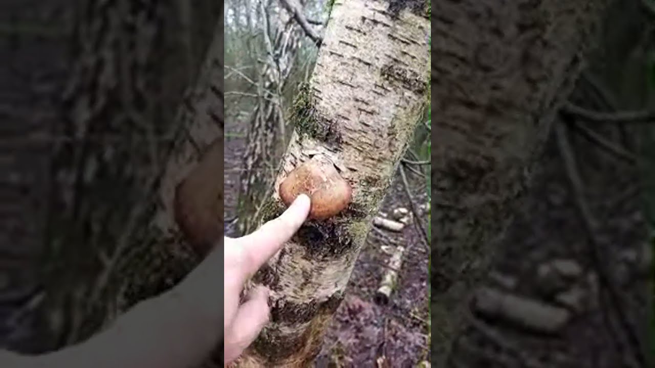 SinanVibe kanalı canlı yayında