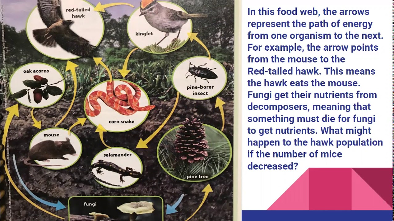 5th Grade Science How Does Energy Move Through Ecosystems YouTube 5th Grade Science How Does Energy Move Through Ecosystems YouTube