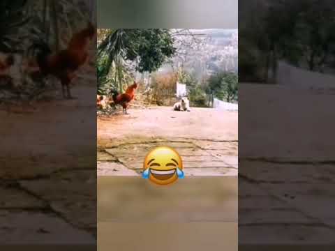 Куриная собака. О, как!!🙂
