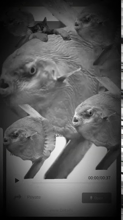 The Mola Mola song