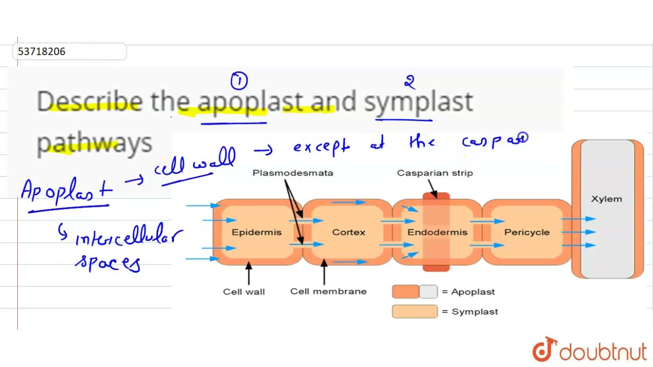 Transport In Plants Notes Class 11 Part 3 Long Distance 46 OFF transport-in-plants-notes-class-11-part-3-long-distance-46-off