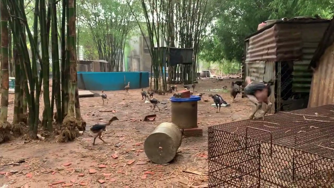 TRỌNG GÀ ĐÒN BÌNH DƯƠNG KHÊNH MỚI LẬP