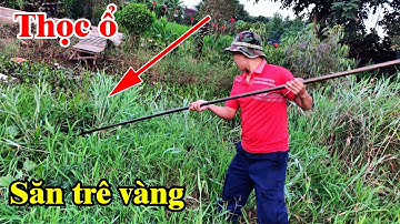 Tạo ổ đợi đêm xuống săn trê vàng nằm tụ dưới cỏ | THÚ VUI MIỀN TÂY. Tập 486