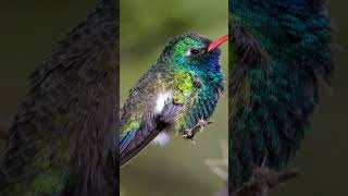 Broad-Billed Hummingbird Cynanthus Latirostris