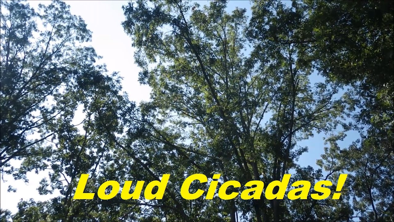 Cicadas! Loud Cicada Noise in Trees YouTube
