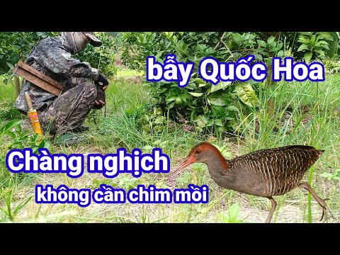 bẫy chàng nghịch mắt đỏ , quốc hoa , gà nước không cần chim mồi | Hoàng Thắng