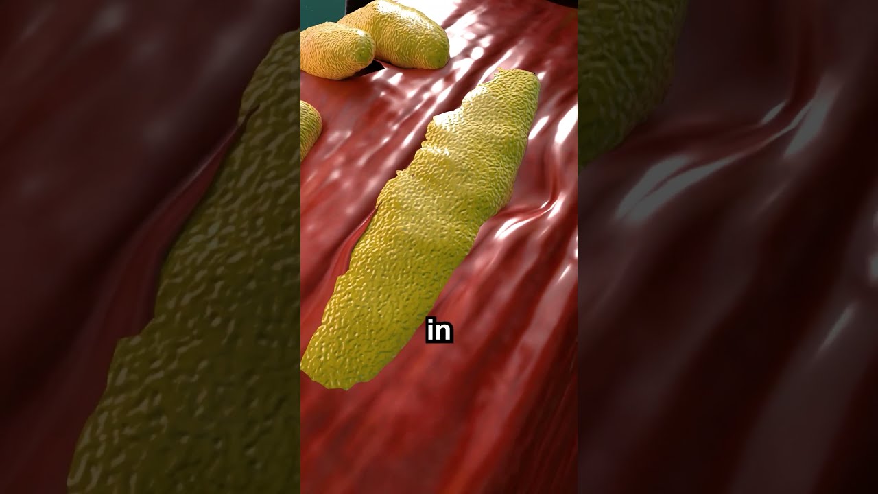 How Muscles Actually Grow 