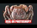 THE HAUNTED SAMURAI CRAB - real or fake?