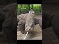 क य Komodo Dragon ज हर ल ह त ह Shorts Wildlife क य Komodo Dragon ज हर ल ह त ह Shorts Wildlife