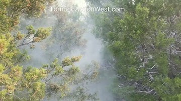 CEDAR TREE POLLEN, Texas!