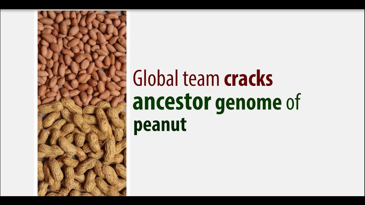 Decoding genome sequence of ancestor of peanut - YouTube