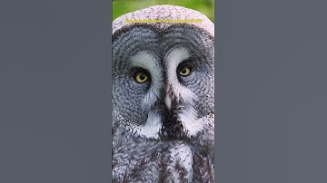 🦉OWLS CAN