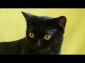 Котята шотландские прямоухие черного окраса.