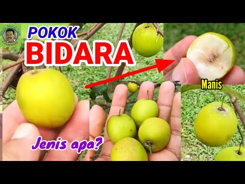 Video: Penyakit Akar Pokok Epal: Ketahui Mengenai Rawatan Phytophthora Dalam Epal