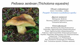 Рядовка зелёная (Tricholoma equestre)